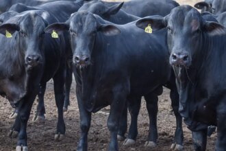 CMN reduz juros de financiamentos a cooperativas rurais pelo Pronaf