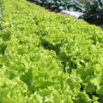 Embrapa inaugura Unidade Mista de Pesquisa e Inovação em Mato Grosso