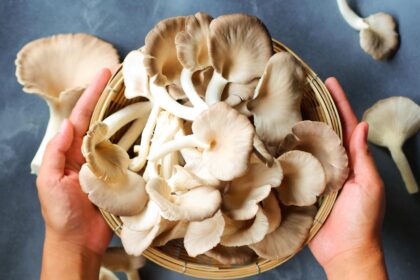 Foto mostra cogumelos dentro de um pote com duas mãos segurando em cima de uma mesa.