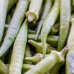 Garantia-Safra: veja lista dos que receberão pagamento em abril