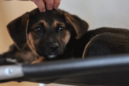 Lei define guarda compartilhada de pets; veja detalhes