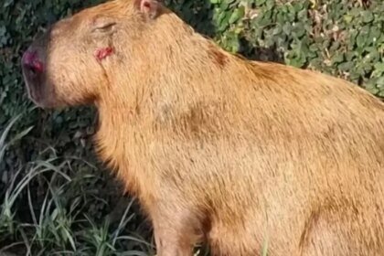 MPRJ denuncia agressores de capivara na Ilha do Governador no Rio