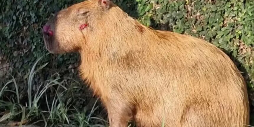 MPRJ denuncia agressores de capivara na Ilha do Governador no Rio