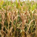 Praga do milho provoca prejuízo de R$ 33,6 bilhões por ano