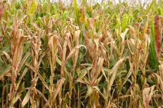 Praga do milho provoca prejuízo de R$ 33,6 bilhões por ano