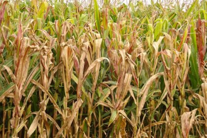 Praga do milho provoca prejuízo de R$ 33,6 bilhões por ano