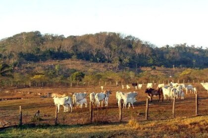STF mantém lei que limita compra de terras por empresas estrangeiras
