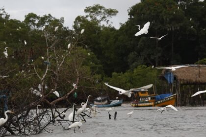 Amazônia Soberana: programa vai combater crimes em áreas de fronteira