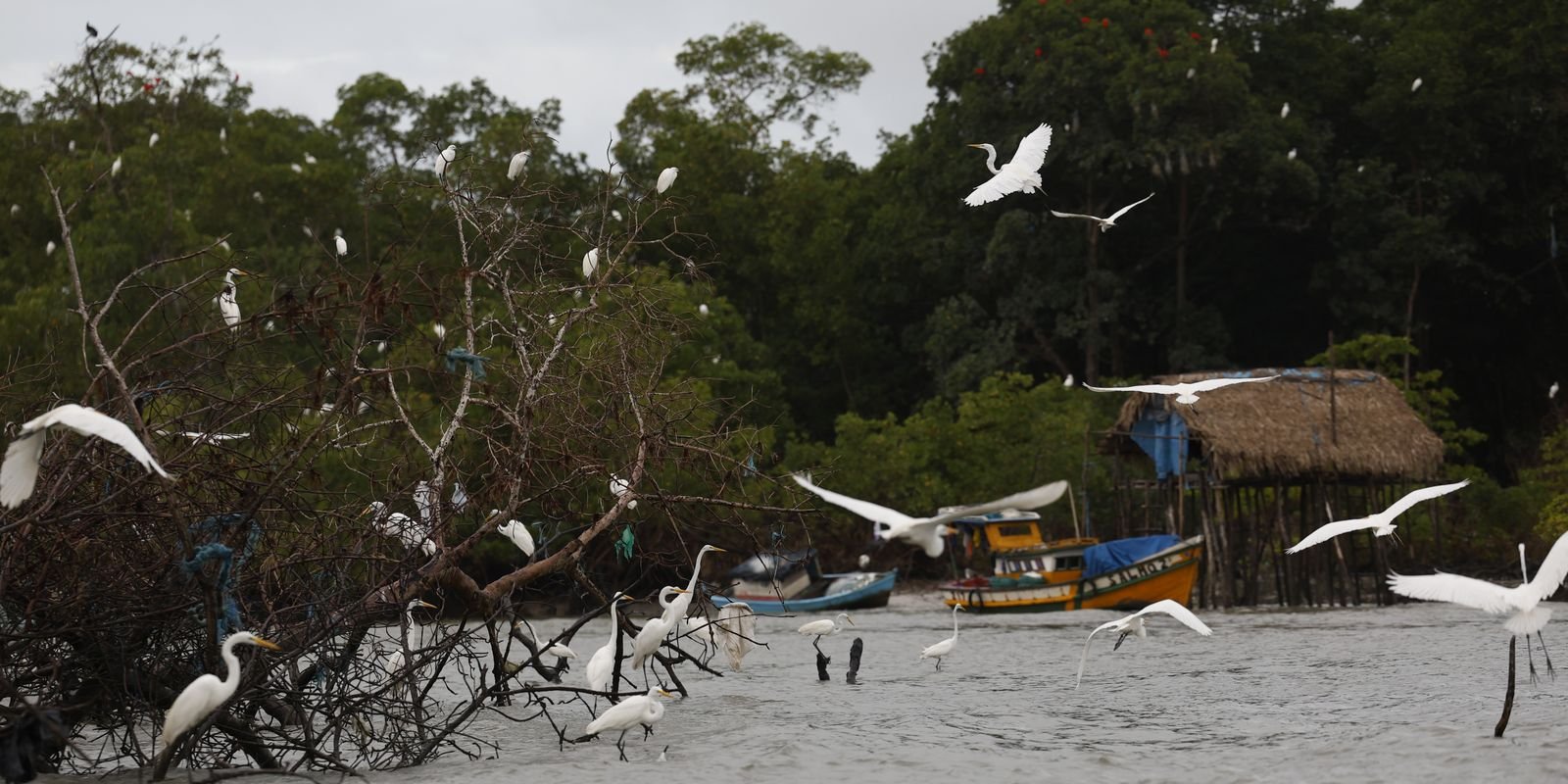 Amazônia Soberana: programa vai combater crimes em áreas de fronteira
