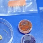 Embrapa produz em laboratório salmão, caviar e anéis de lula veganos