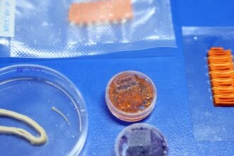 Embrapa produz em laboratório salmão, caviar e anéis de lula veganos