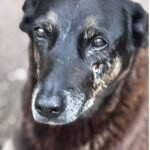 MP de Santa Catarina diz que cão Orelha não foi morto por adolescentes