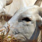 União Europeia veta compra de carne brasileira a partir de setembro