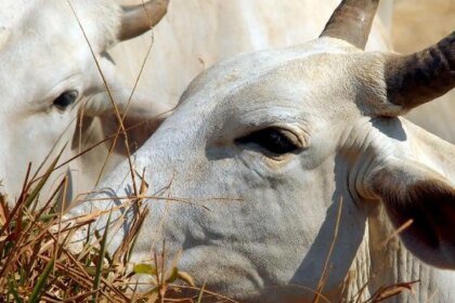 União Europeia veta compra de carne brasileira a partir de setembro