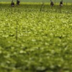 CMN passa a exigir fotos com localização comprovada em seguro rural
