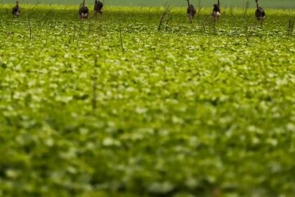 CMN passa a exigir fotos com localização comprovada em seguro rural