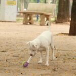Lei torna crime exercício ilegal da medicina veterinária