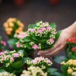 Kalanchoe