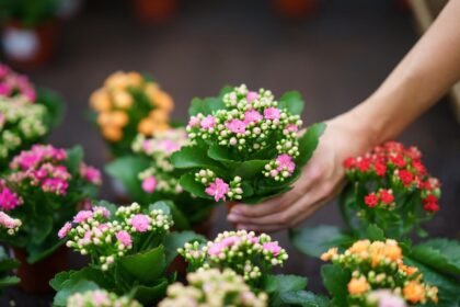 Kalanchoe