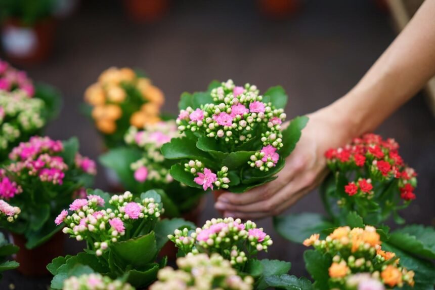 Kalanchoe
