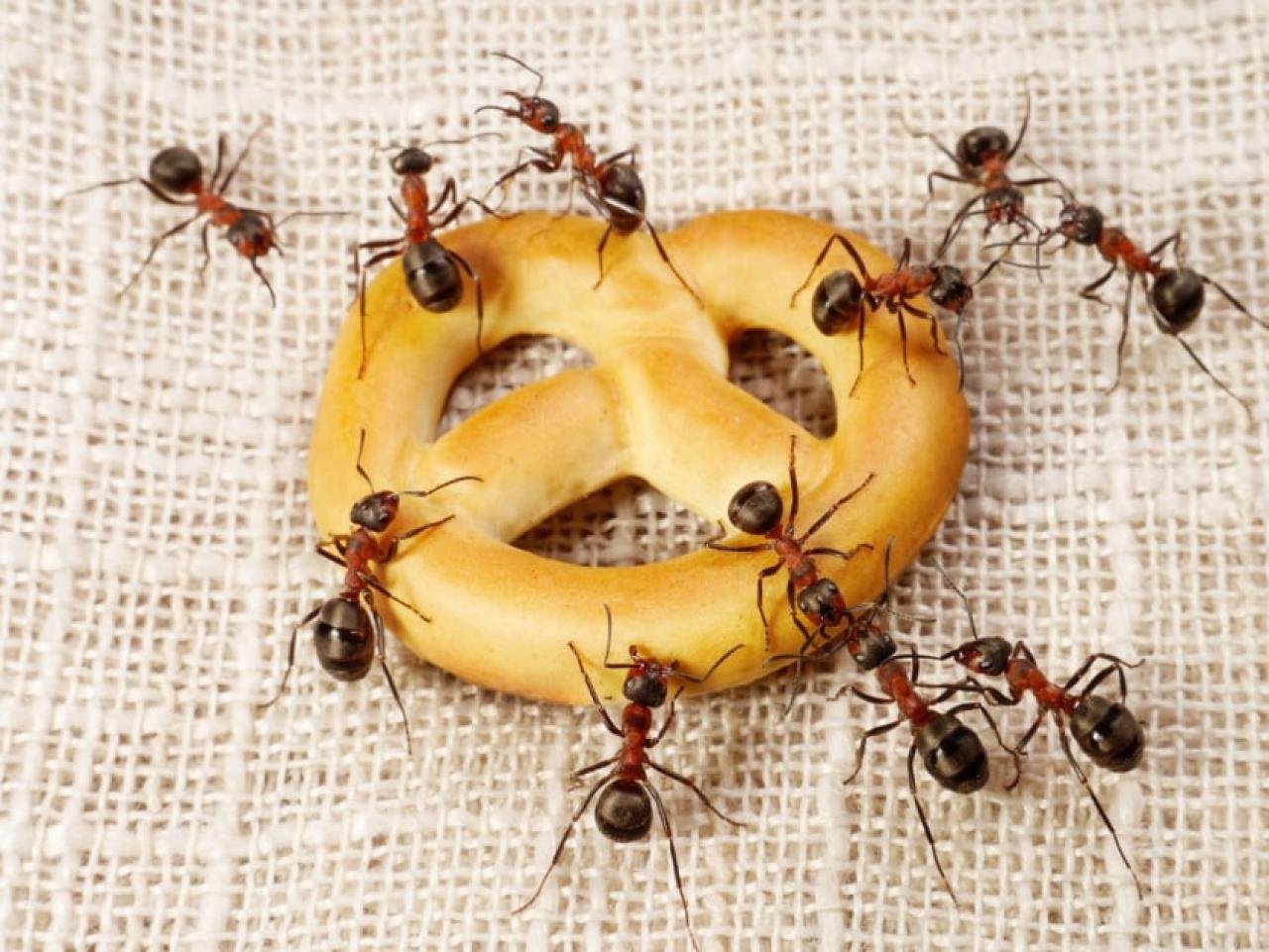 Foto mostra formigas comendo biscoito doce.