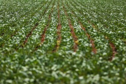 Entenda impasse entre bancada do agro e governo sobre dívidas rurais