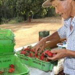 Finep vai pagar R$ 220 milhões para inovações em agricultura familiar