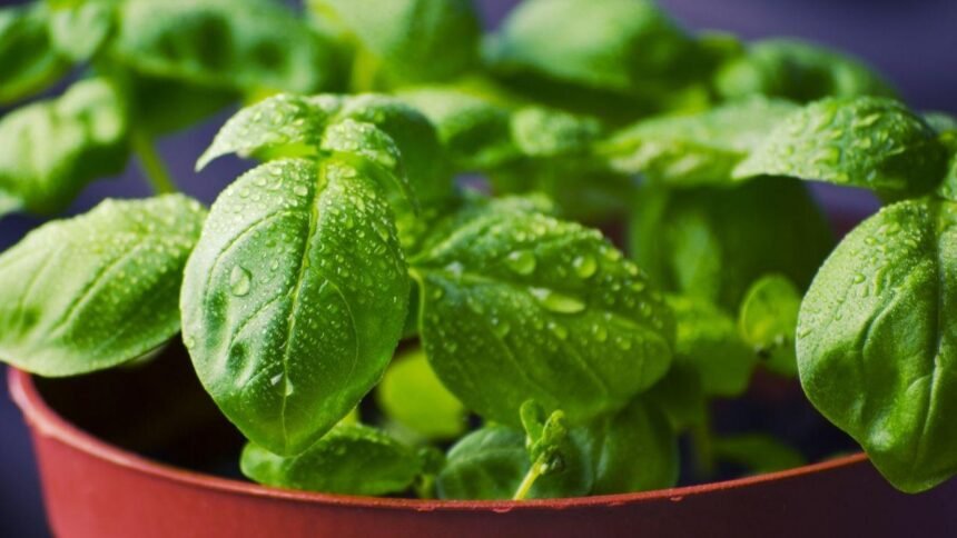 Quem cultiva manjericão em casa deveria conhecer este truque semanal