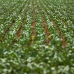 Reunião com bancada do agro termina sem acordo sobre dívidas rurais