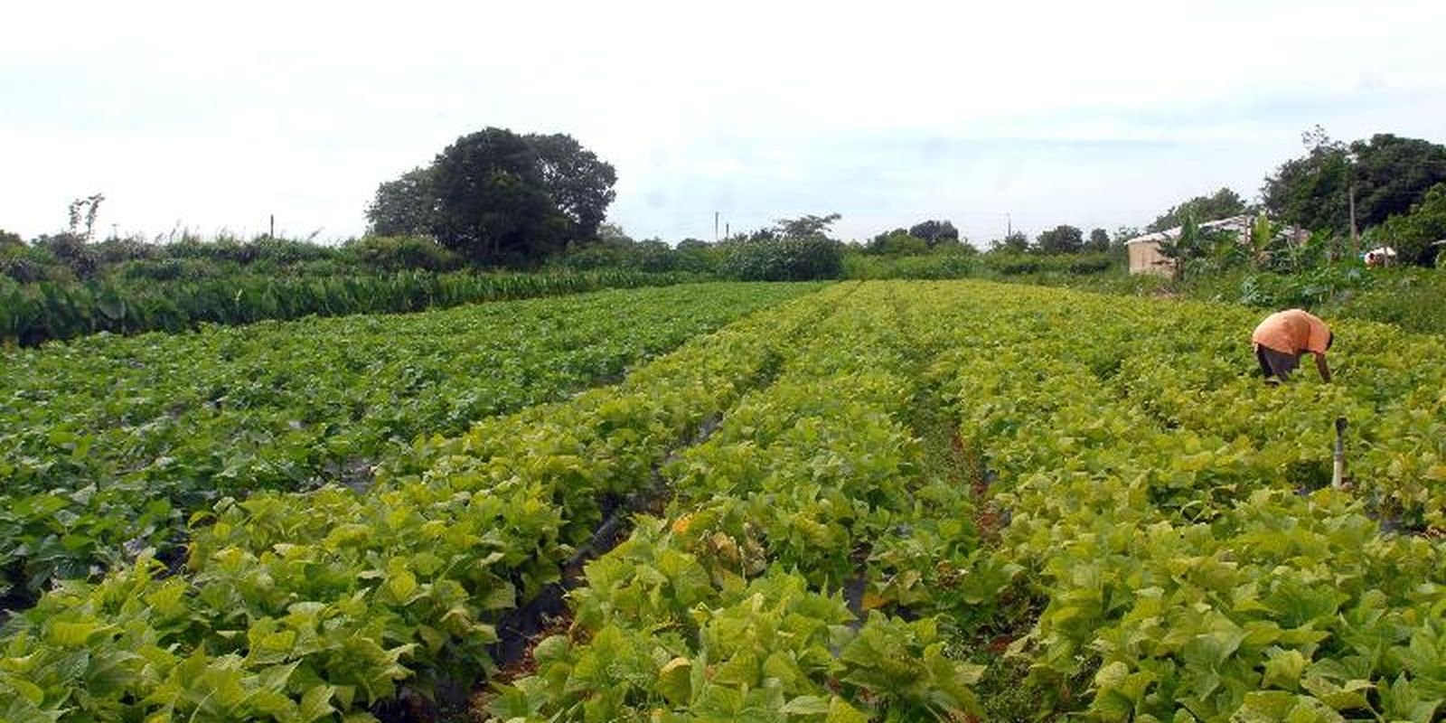 Segurança alimentar e povos indígenas têm R$ 64,3 milhões em crédito