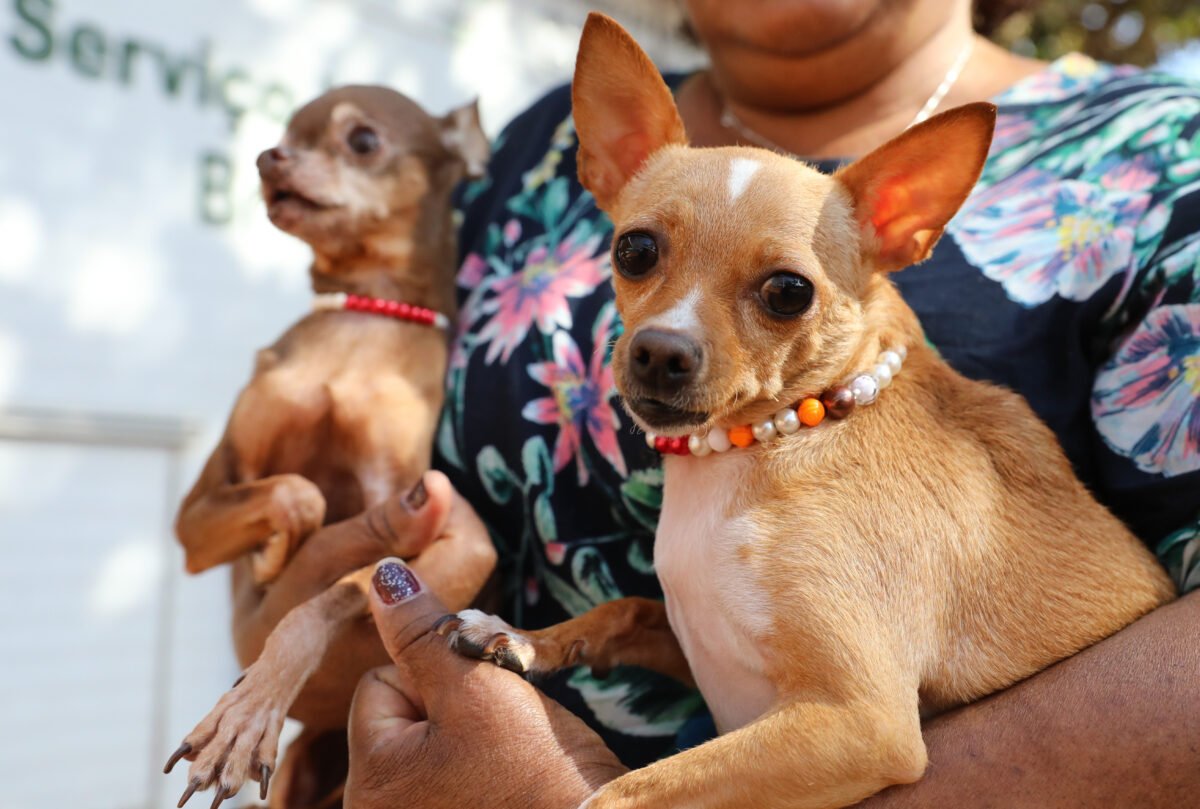 GDF disponibiliza mais de 5 mil vagas para castração gratuita de cães e gatos